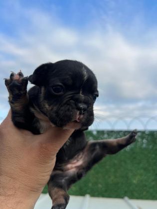 FRENCH BULLDOG YAVRULAR HEPSİ NADİR RENK
