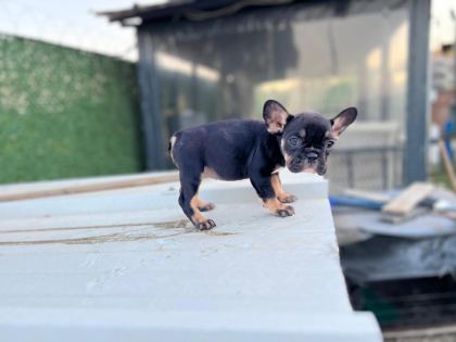 FRENCH BULLDOG YAVRULAR SAKARYA