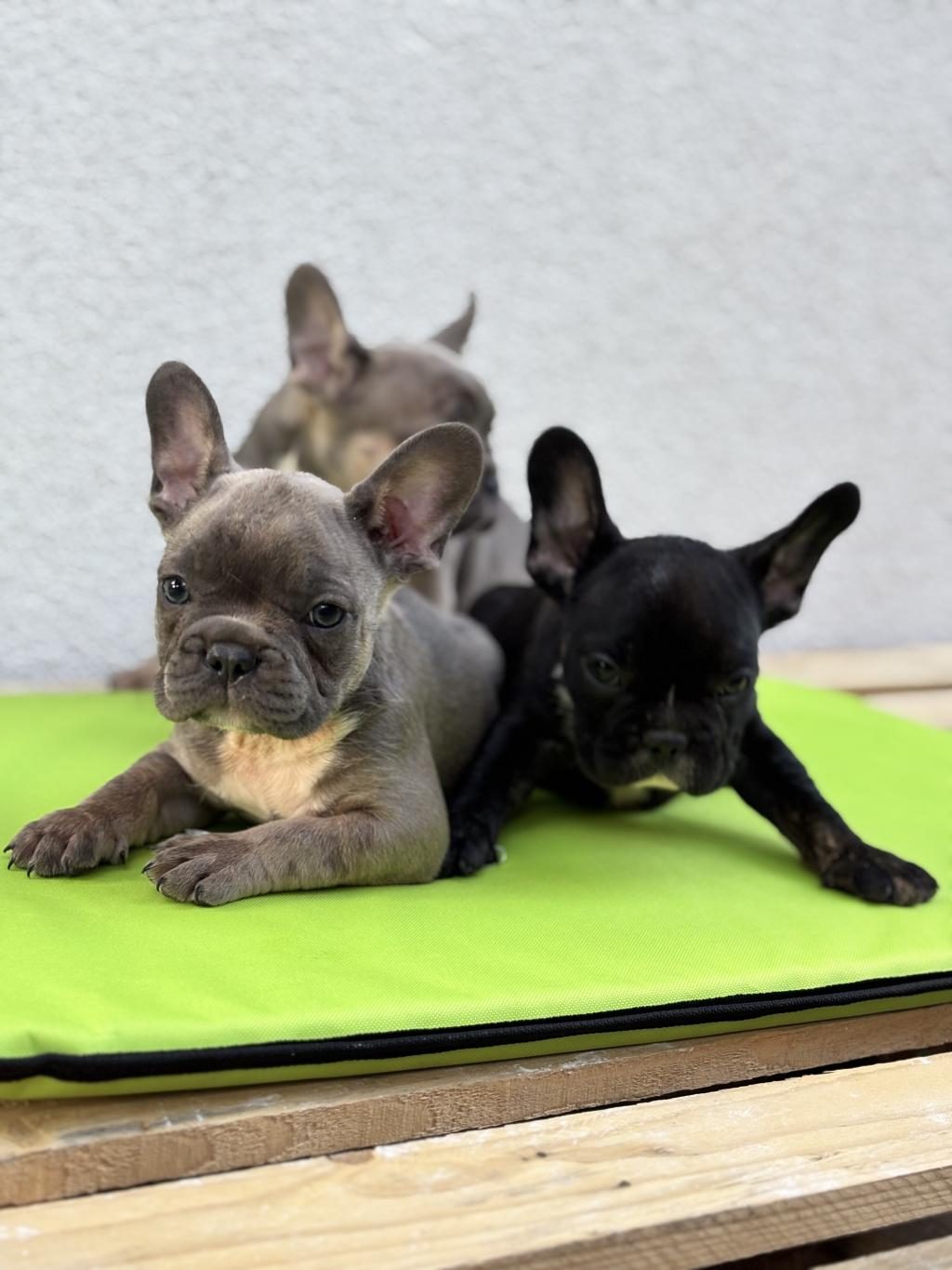 FRENCH BULLDOG YAVRULAR HEPSİ NADİR RENK