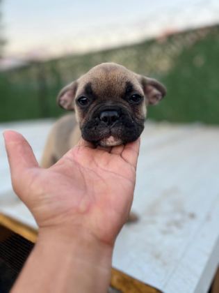 FRENCH BULLDOG YAVRULAR SAKARYA