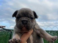 FRENCH BULLDOG YAVRULAR HEPSİ NADİR RENK