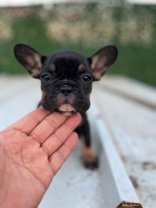 FRENCH BULLDOG YAVRULAR SAKARYA
