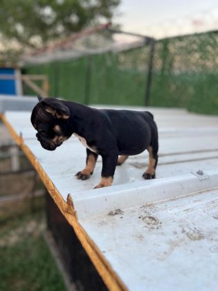 FRENCH BULLDOG YAVRULAR SAKARYA