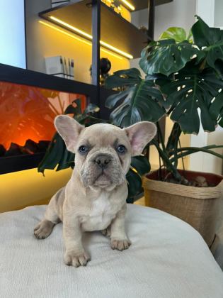EGZOTİK FRENCH BULLDOG YAVRULAR HARİKA RENKLER VE ANATOM