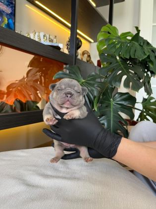 RENGARENK FRENCH BULLDOG YAVRULARIM REZERVEYE AÇIK