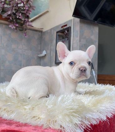EGZOTİK BLUE FRENCH BULLDOG YAVRULARIM SAFKAN