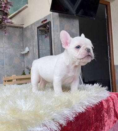 EGZOTİK BLUE FRENCH BULLDOG YAVRULARIM REZERVEYE AÇIK