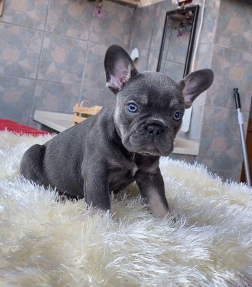 EGZOTİK BLUE FRENCH BULLDOG YAVRULARIM SAFKAN