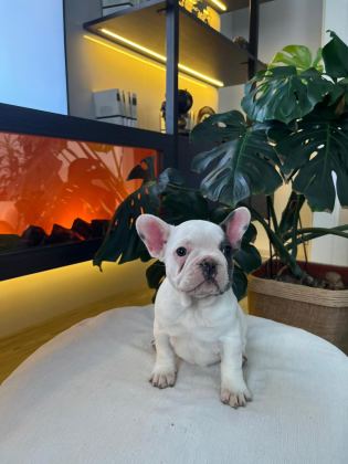 EGZOTİK FRENCH BULLDOG YAVRULARIM HARİKA RENKLER VE ANATOM