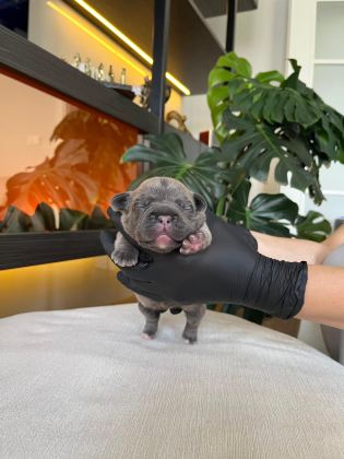 RENGARENK FRENCH BULLDOG YAVRULARIM REZERVEYE AÇIK