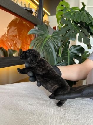 RENGARENK FRENCH BULLDOG YAVRULARIM REZERVEYE AÇIK