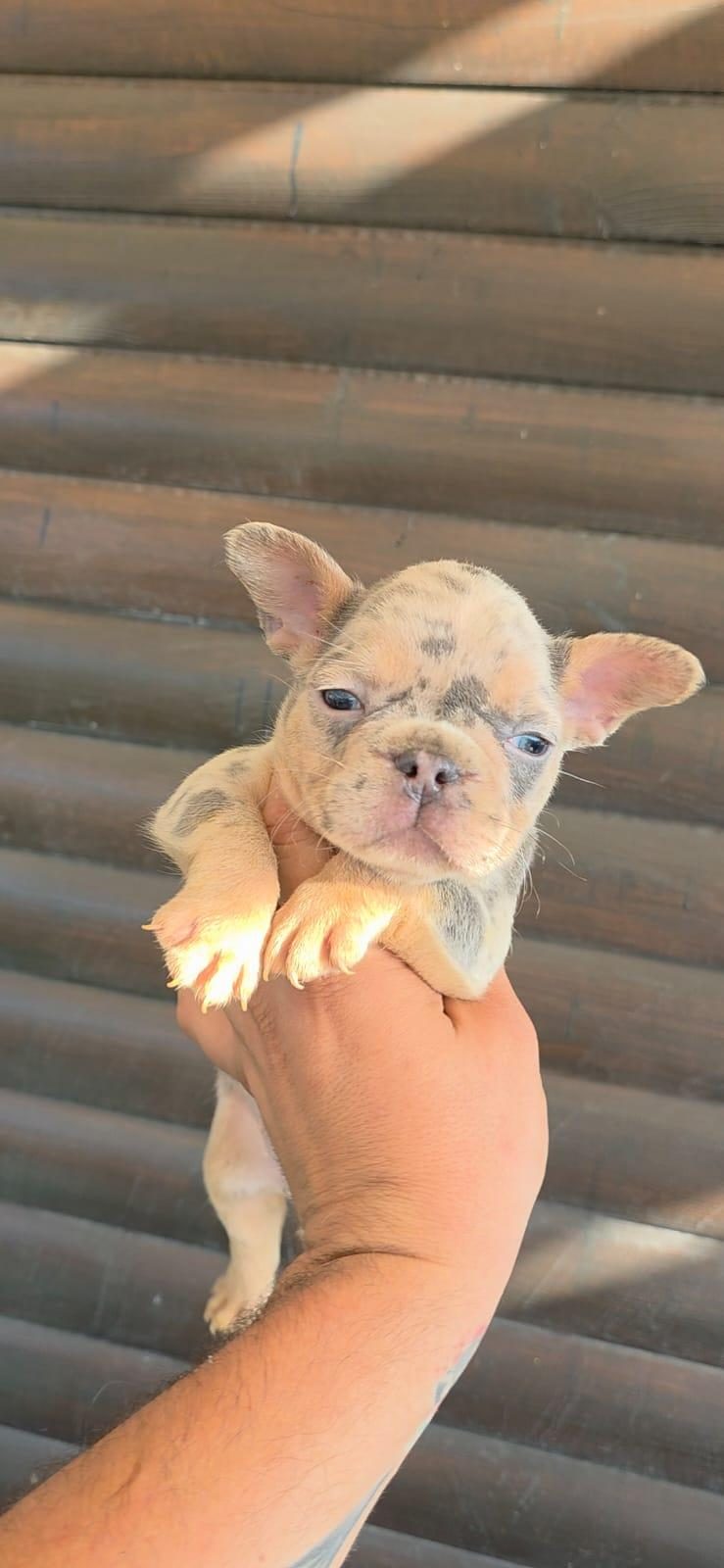 FRENCH BULLDOG KÖPEĞİ