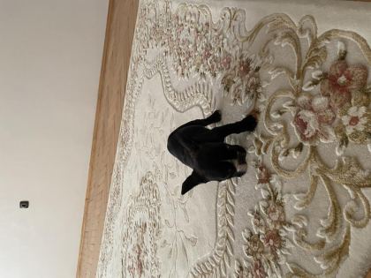 2 AYLIK TUVALET EĞİTİMLİ DİŞİ FRENCH BULLDOG
