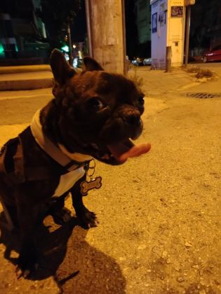 SAFKAN MİCRO FRANSIZ BULLDOG DİŞİ 2.5 YAŞINDA