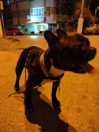 SAFKAN MİCRO FRANSIZ BULLDOG DİŞİ 2.5 YAŞINDA