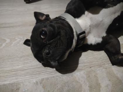 EN KÜÇÜK BOY DİŞİ FRANSIZ BULDOG EĞİTİMLİ 2.5 YAŞINDA