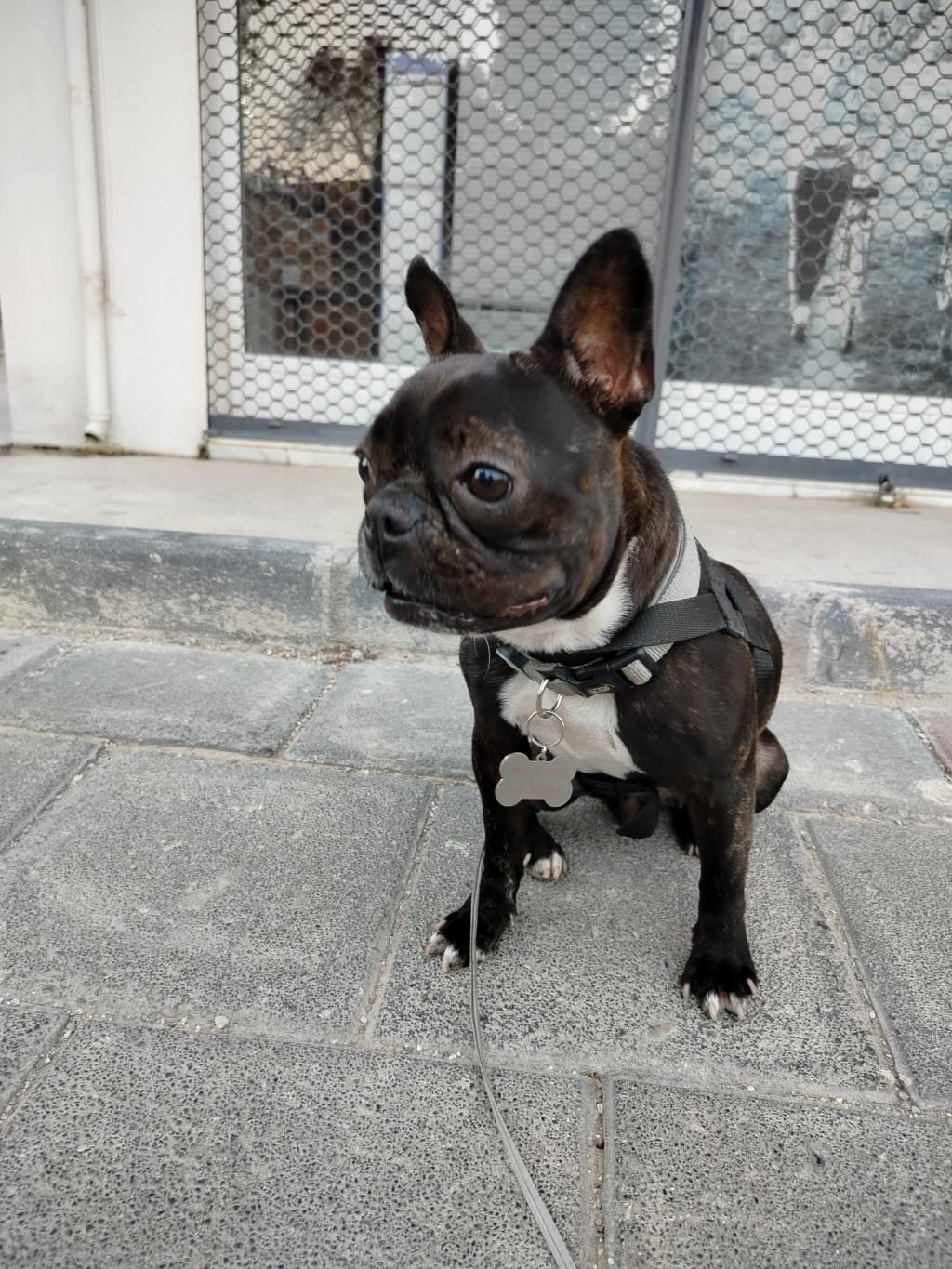 EN KÜÇÜK BOY DİŞİ FRANSIZ BULDOG EĞİTİMLİ 2.5 YAŞINDA