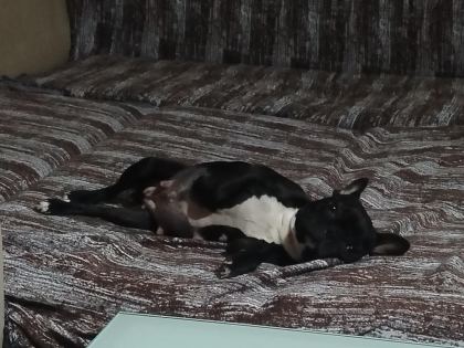 EN KÜÇÜK BOY DİŞİ FRANSIZ BULDOG EĞİTİMLİ 2.5 YAŞINDA