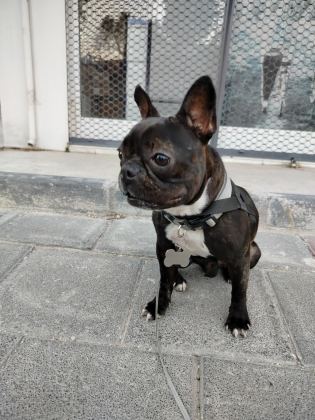 EN KÜÇÜK BOY DİŞİ FRANSIZ BULDOG EĞİTİMLİ 2.5 YAŞINDA