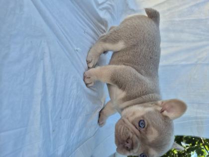 FRENCH BULLDOG BEBEKLER