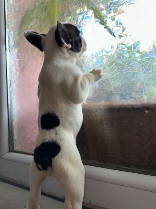 SAFKAN FRENCH BULLDOG GÜZELLİK