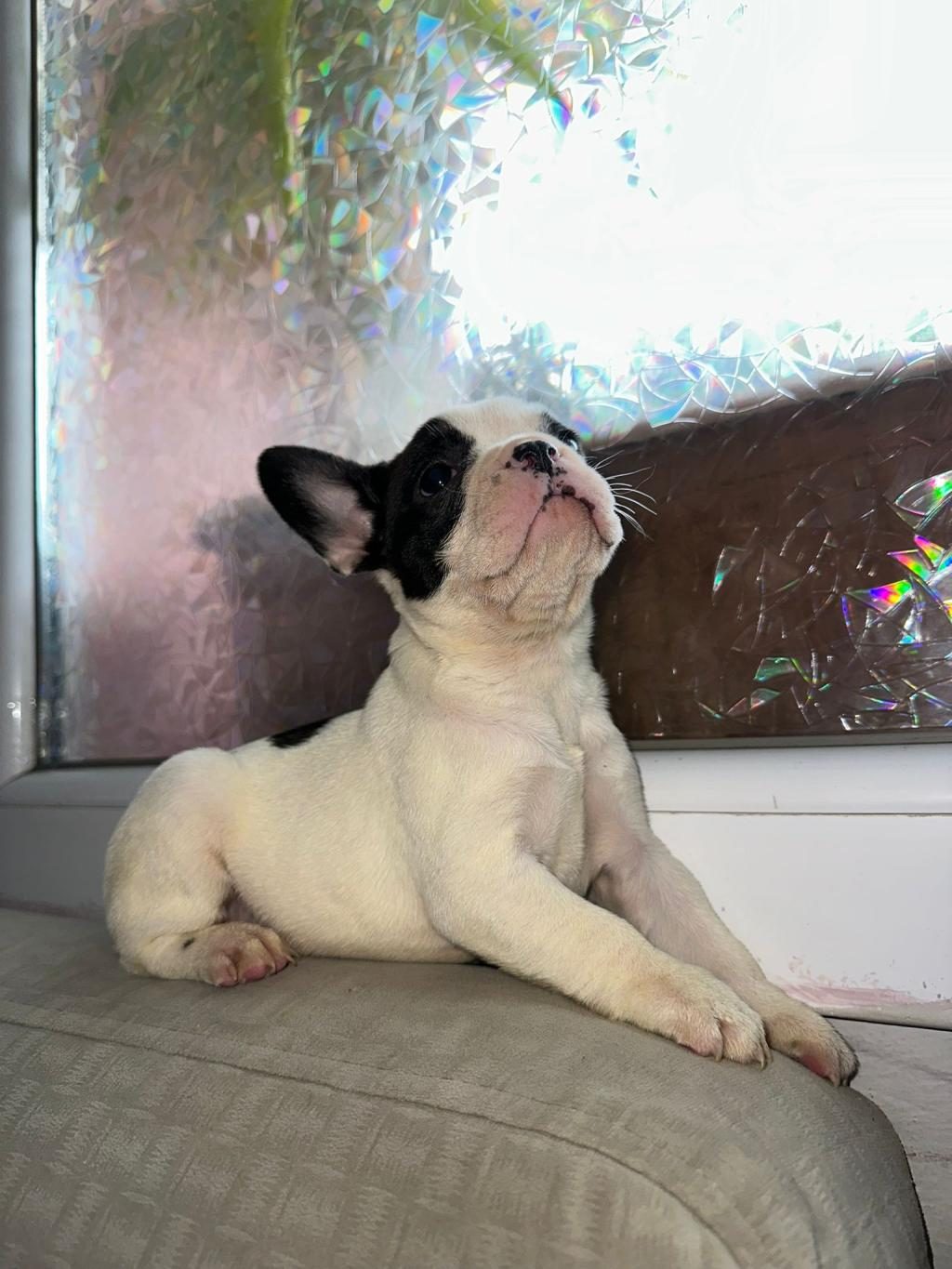 SAFKAN FRENCH BULLDOG GÜZELLİK