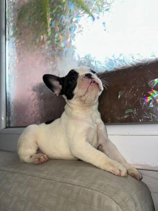 SAFKAN FRENCH BULLDOG GÜZELLİK