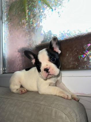 SAFKAN FRENCH BULLDOG GÜZELLİK