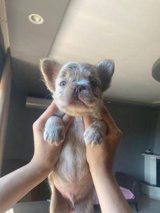 NEW SHADE ISABELLA TAN MERLE FLUFFY ERKEK FRENCH BULLDOG