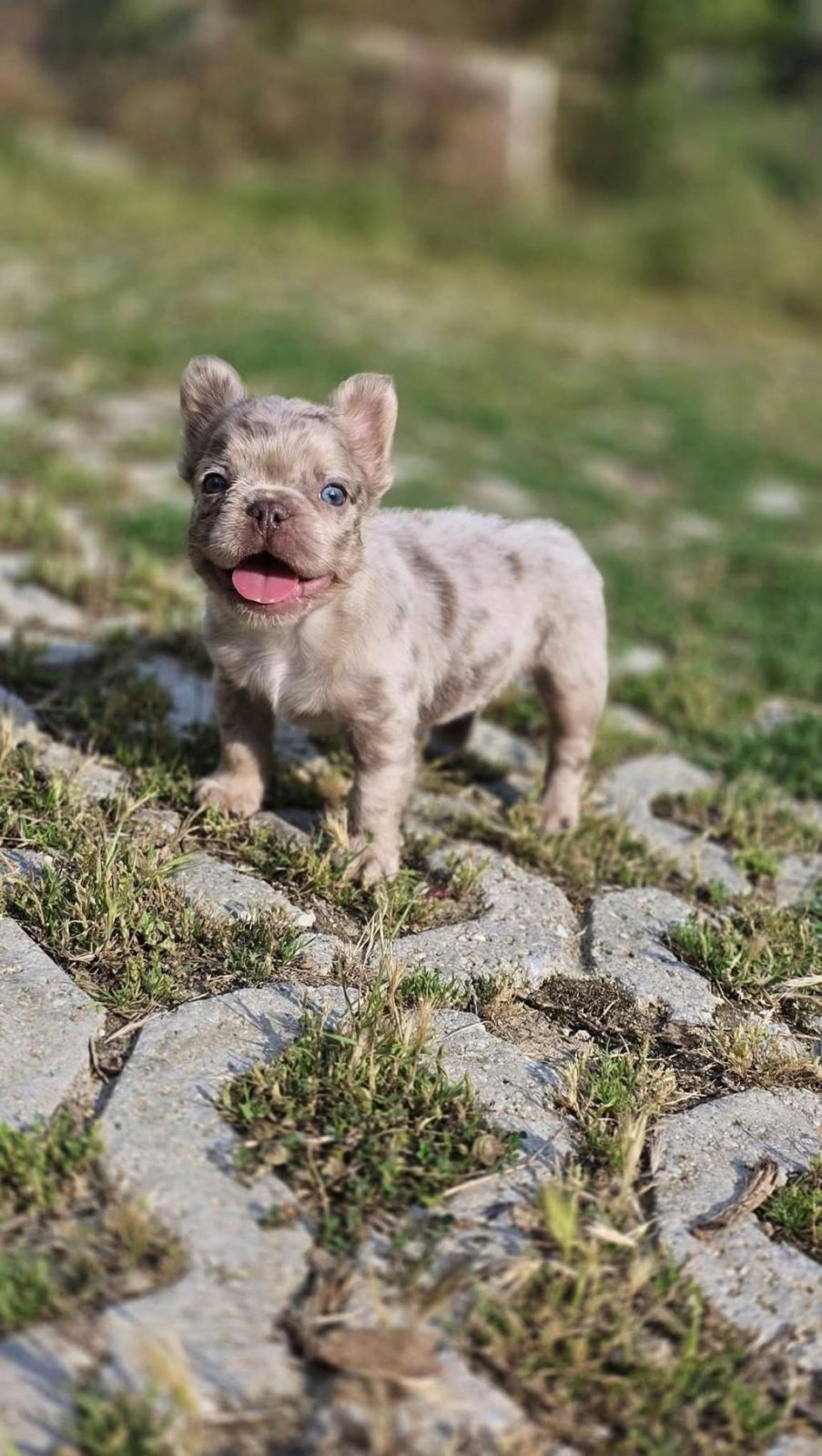 NEW SHADE ISABELLA TAN MERLE FLUFFY ERKEK FRENCH BULLDOG