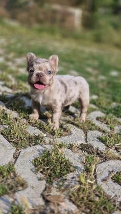 NEW SHADE ISABELLA TAN MERLE FLUFFY ERKEK FRENCH BULLDOG