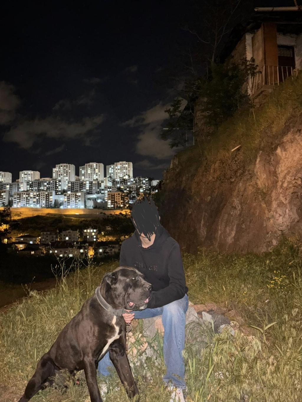 ORJİNAL ERKEK CANE CORSO