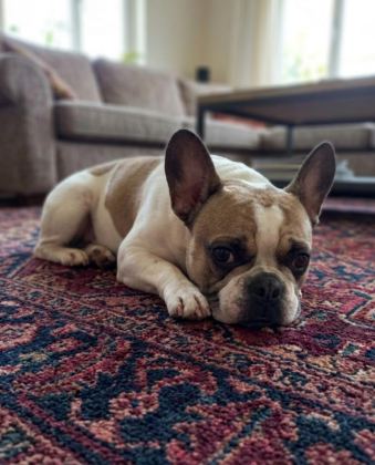 FRANSIZ BULLDOG KIZIM 5 YAŞINDA