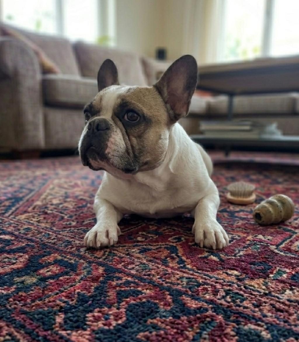 FRANSIZ BULLDOG KIZIM 5 YAŞINDA