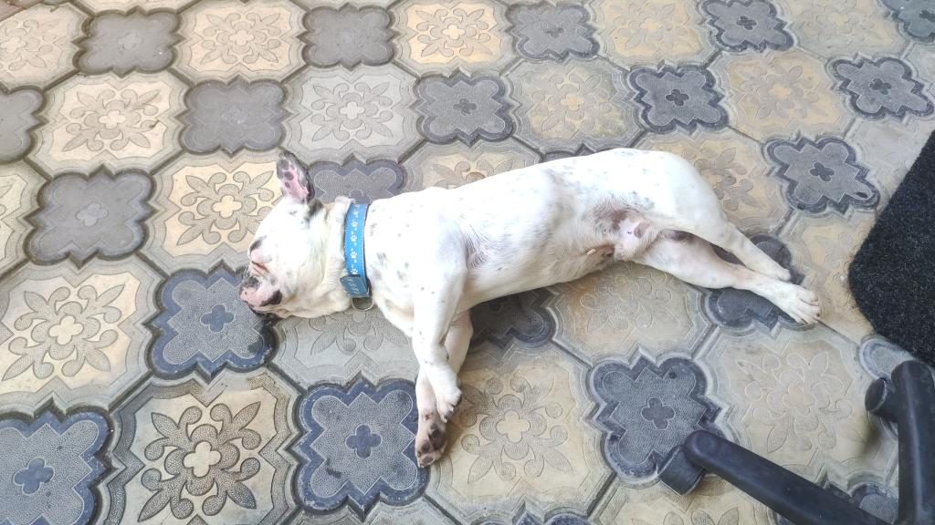 1.5 YAŞINDA ERKEK FRENCH BULLDOG