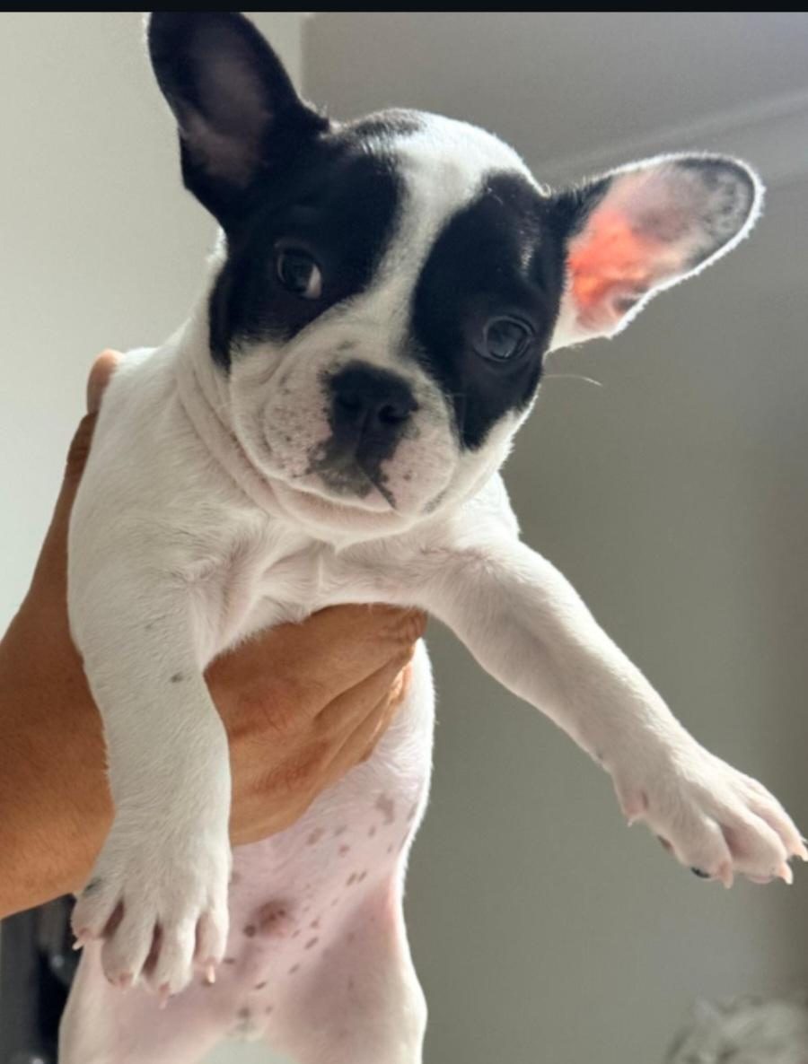 FRANSIZ BULLDOG KÖPEĞİMİZ İÇİN ULAŞIN