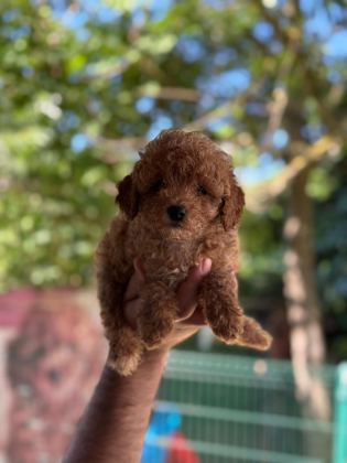 A KALİTE 1. SINIF KORE TOY POODLE