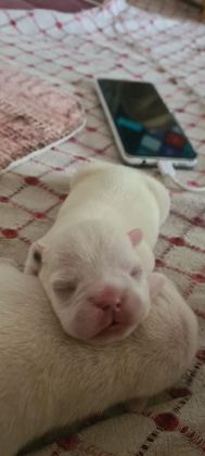3 HAZİRAN DOĞUMLU BEYAZ MAVİ GÖZ FRENCH BULLDOG