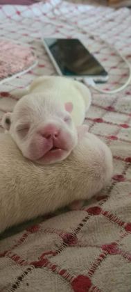 3 HAZİRAN DOĞUMLU BEYAZ MAVİ GÖZ FRENCH BULLDOG