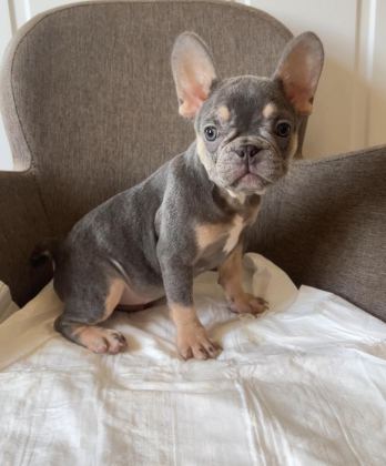 EV BAKIMI FRENCH BULLDOG YAVRULARIM