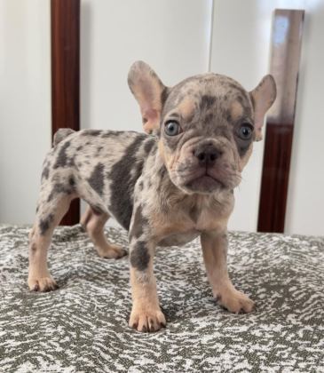 EV BAKIMI FRENCH BULLDOG YAVRULARIM