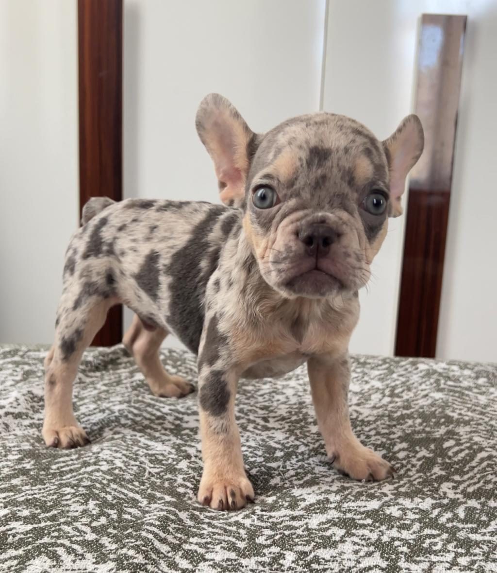 EV BAKIMI FRENCH BULLDOG YAVRULARIM