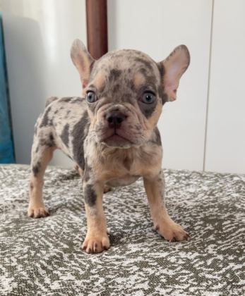 EV BAKIMI FRENCH BULLDOG YAVRULARIM