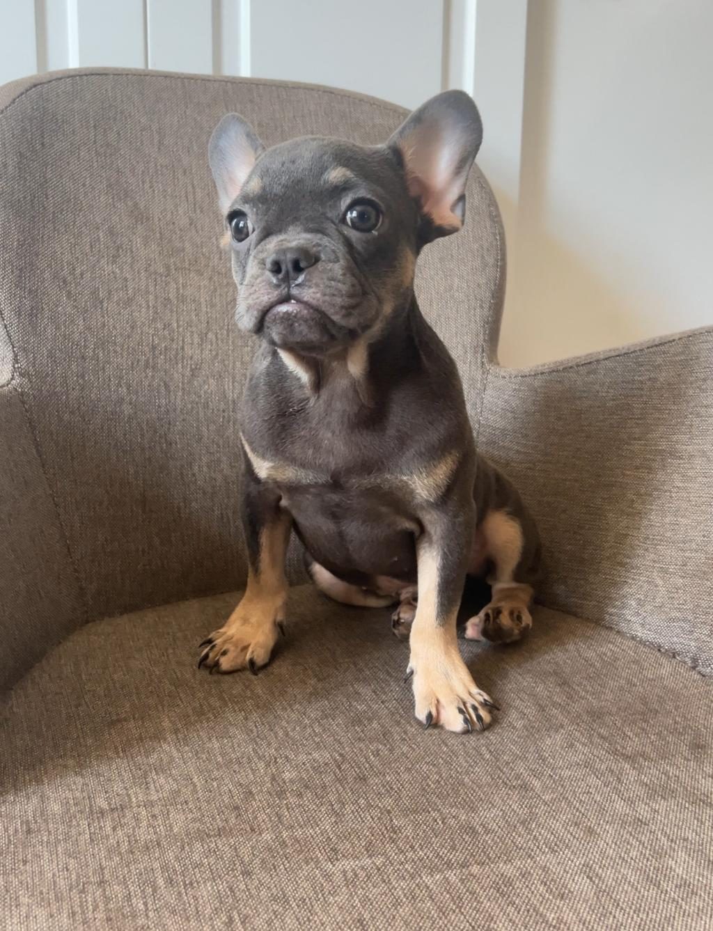 EV BAKIMI FRENCH BULLDOG YAVRULARIM