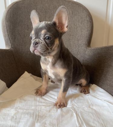 EV BAKIMI FRENCH BULLDOG YAVRULARIM