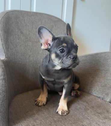 EV BAKIMI FRENCH BULLDOG YAVRULARIM