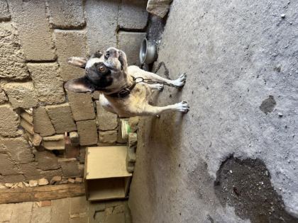 YETİŞKİN DİŞİ FRENCH BULLDOG