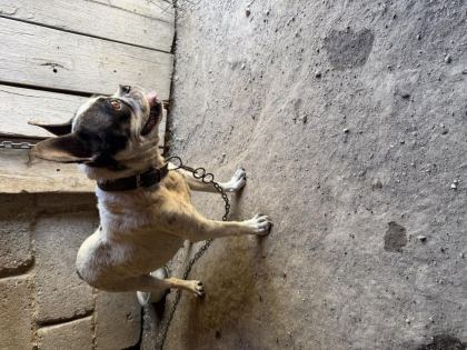 YETİŞKİN DİŞİ FRENCH BULLDOG