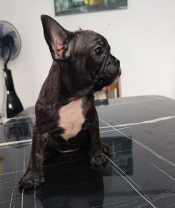 A KALİTE ŞECERELİ YAVRU FRENCH BULLDOG