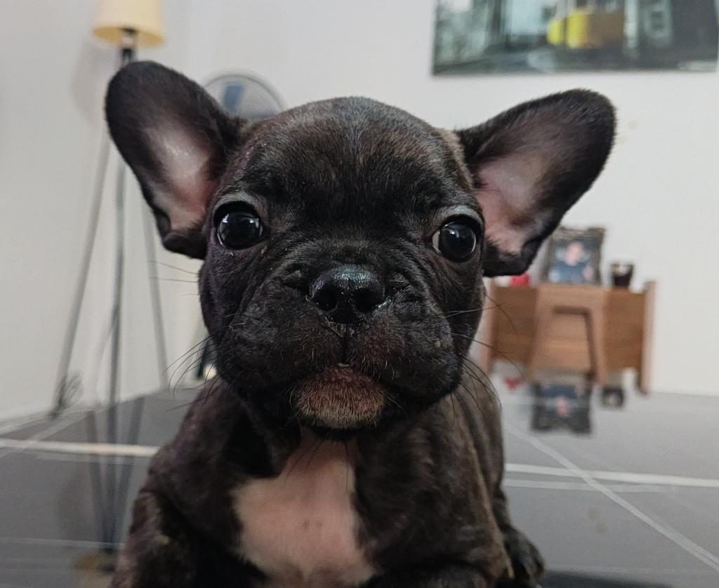 A KALİTE ŞECERELİ YAVRU FRENCH BULLDOG
